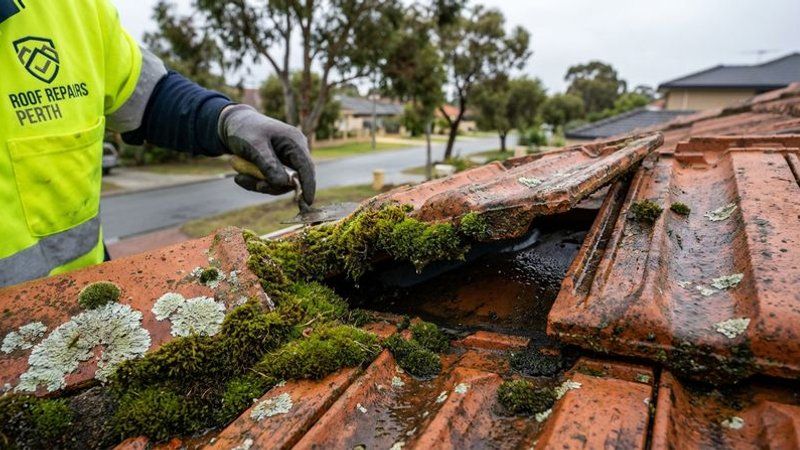 Close-up of thick moss and lichen growth on terracotta roof tiles showing moisture retention and surface damage